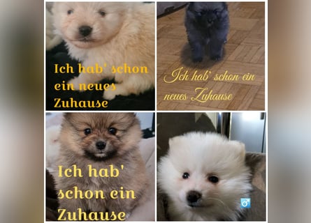 zuckersüße Pomeranianwelpen