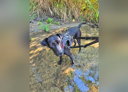 Lucignolo: der beste Freund für deinen Hund