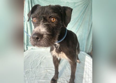 (R) ❤️ liebe Schmusemaus LUCY - 8,5 Jahre, 45cm/18kg - Schnauzer-Mix