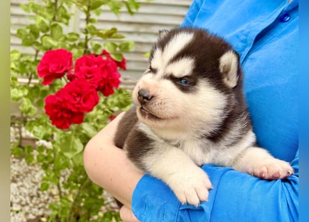 FCI Pedigree Blue Eyed Black & White Siberian Husky Champion Puppy
