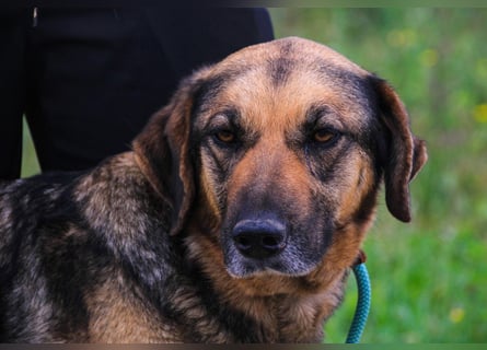 Zita, Schäferhund-Mix, lieb und verträglich  auch mit  Katzen