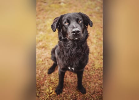 Kaukase-Hovawart Mix sucht neues Zuhause