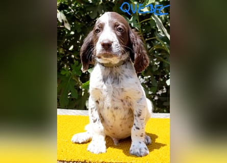 English setter Welpen (3 Rüden, 2 Hündinnen)