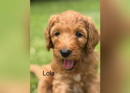 Aussiedoodle / Aussiepoo  F1b