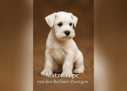 Welpen weiß Zwergschnauzer Rüde
