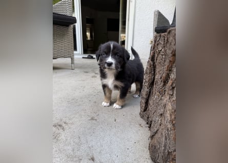 Mini Australien Shepherd Welpen suchen Traumzuhause