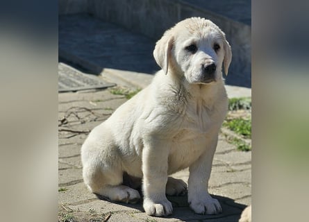 Mittelasiatischer Schäferhund mit stammbaum