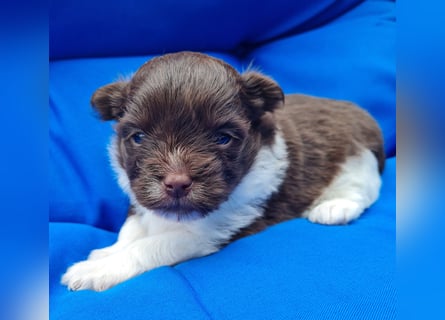 Bezaubernde Welpen aus Bolonka Zwetna und Pomeranian (Zwergspitz)