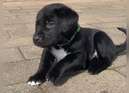 Labrador Mix Welpen