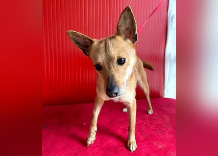 (R) ❤️ zarte kleine SZANDY - 4 Jahre, 32cm/4,2kg - Zwergpinscher-Mix