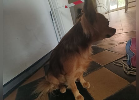 XXS Mini-Rasse-Mix Welpen Chihuahua, Papillon