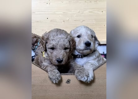 Labradoodlewelpen Rüden ab Mai abgabebereit
