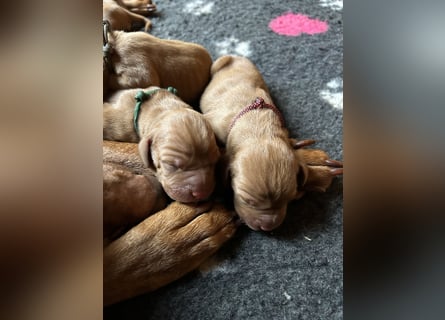 Magyar Vizsla aus Jagdlicher Leistungszucht. Ein Rüde sucht noch sein perfektes Zuhause