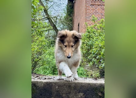 Colliewelpe im amerikanischen Typ
