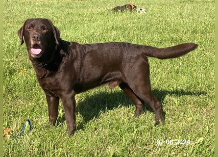 Labrador Deckrüde mit ZZL, decksicher, reinerbig braun chocolate nach FCI Standard, kein Verkauf!