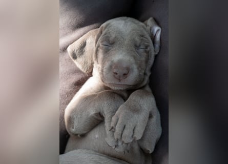 Weimaraner-Mix Welpen aus liebevoller Verpaarung – 12 kleine Wunder suchen ihr Zuhause