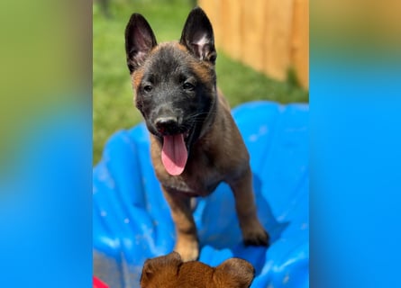 Malinois