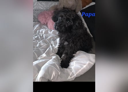 3 Minipudel/Zwergpudelwelprn hypoallergen!