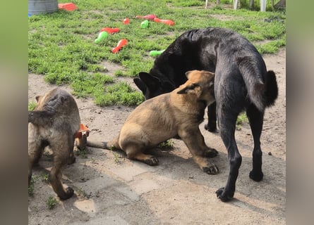Dunkelgraue Schäferhunde aus Kör-u.Leistungzucht