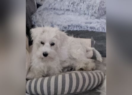 Weiße Zwergschnauzer Welpen nicht haarend reinrassig