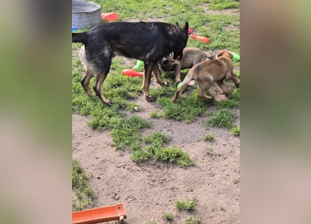 Dunkelgraue Schäferhunde aus Kör-u.Leistungzucht