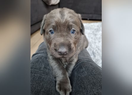 Labrador Retriever chacoral/Silber