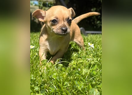 Chihuahua Welpe Hündin