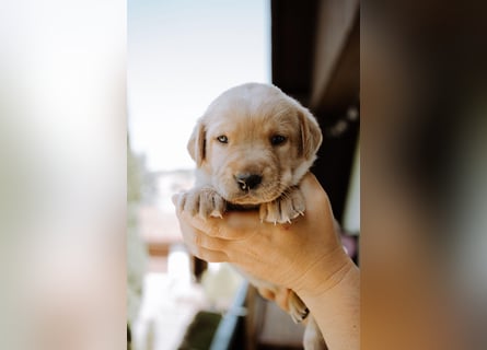 Labradorwelpen