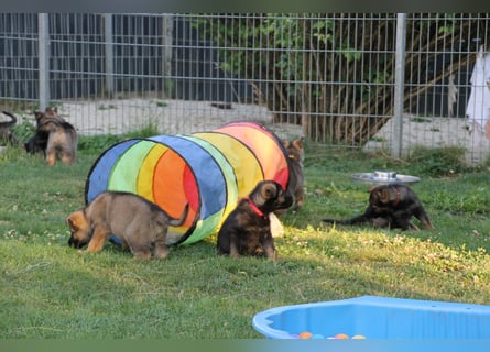 Schäferhund Welpen mit VDH Ahnentafel