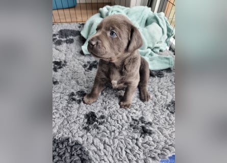 Labrador Retriever chacoral/Silber