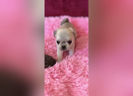 Mops Welpen ( noch 2 Rüde)