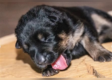 Topverpaarung Deutscher Schäferhund Welpen reinrassig Leistungslinie DDR HD/ED frei!