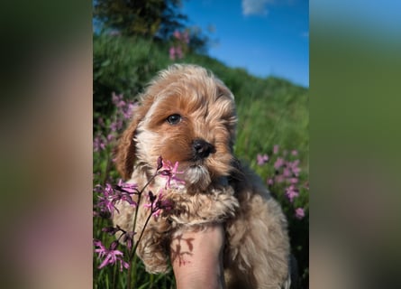 Wunderschöne Cockapoo-Welpen