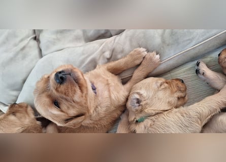 Golden Retriever Welpen