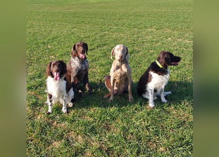 zuckersüße Weimaranerwelpen
