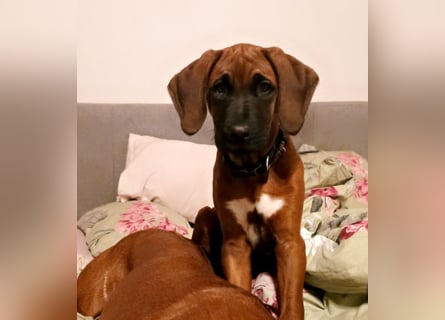 Süße Rhodesian Ridgeback Welpen