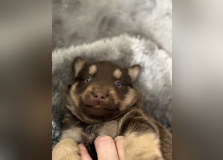 Tolle kleine Mini Australian Shepherd Welpen suchen Ihre Herzenfank