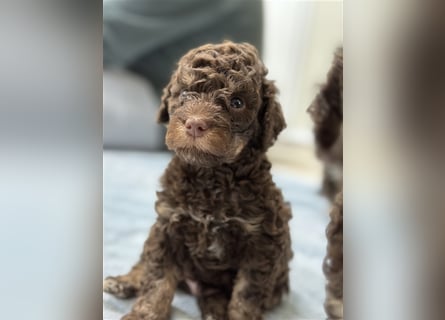 Lagotto Romagnolo Welpen (italienischer Wasserhund - kein Doodle, kein Pudel)