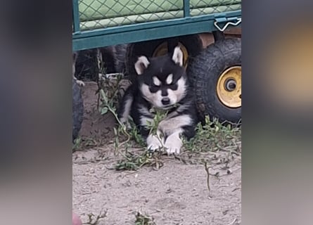 Welpen Alaska Malamute- Husky Mix