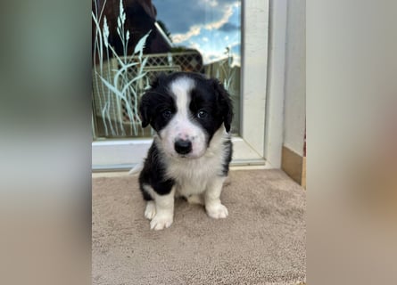 Border Collie welpen