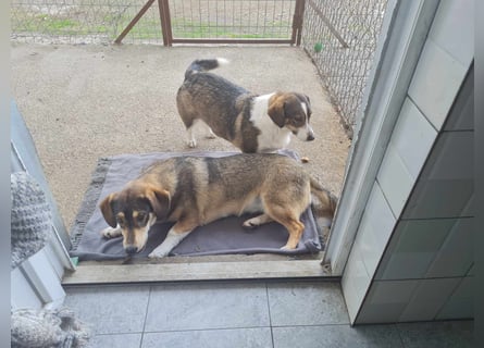 Dackelchen Mia und Emmi wollen nicht getrennt werden