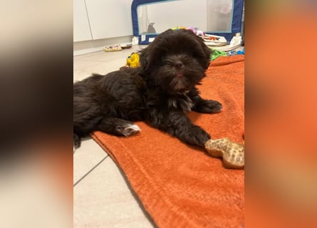 Shih-Tzu-Bolonka Welpen