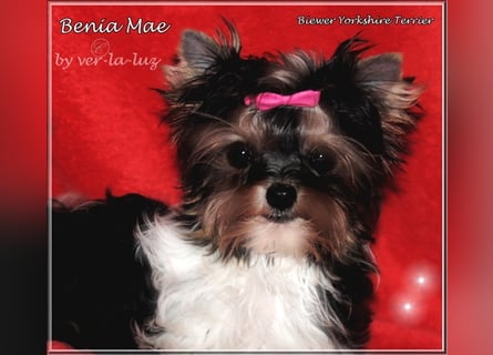 Yorkshire Terrier Welpen -verschiedene Farbgebungen u. Größen