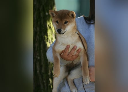 Shiba Inu beautiful puppies