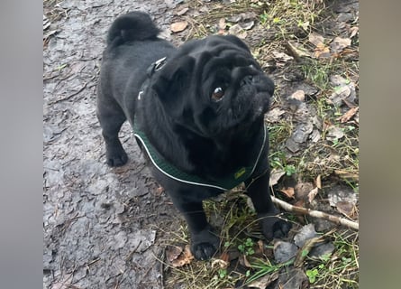 Mops welpen ab sofort Abgabe bereit.