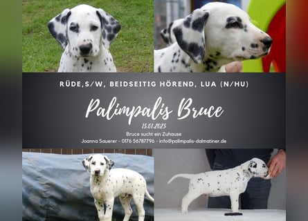 Palimpalis Bruce, Rüde, LUA