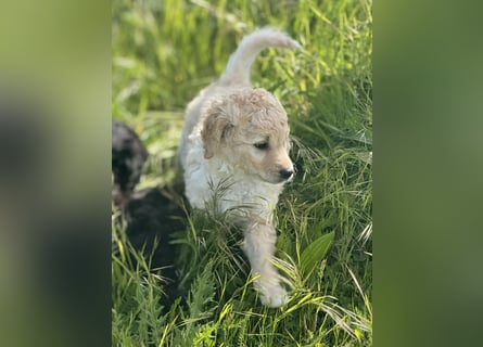 Labradoodle