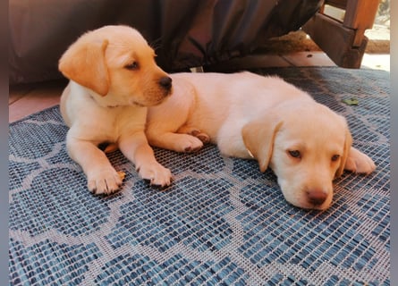 Reinrassige Labradorwelpen