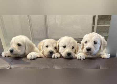 Goldendoodle & Labradoodle Labrador+Golden+Retriever+Pudel Welpen
