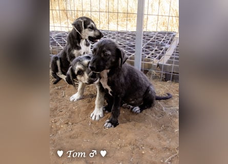 Teddy und seine Geschwister suchen ab September ein Zuhause